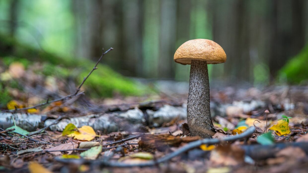 Autumnal Mushroom in UK Forest