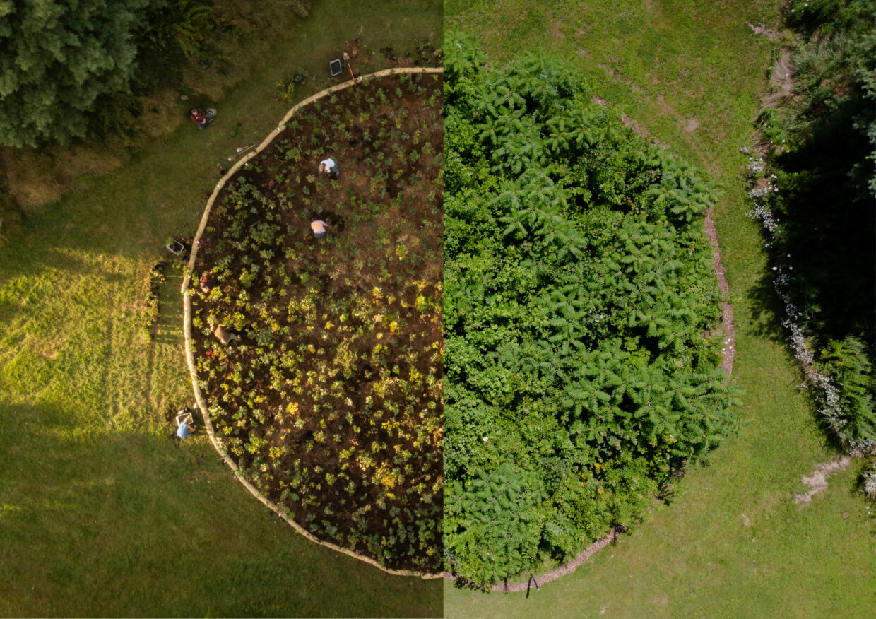 Eranda Rothschild Community Forests coming to the UK in 2025 and 2026, by ReWild Yourself and SUGi